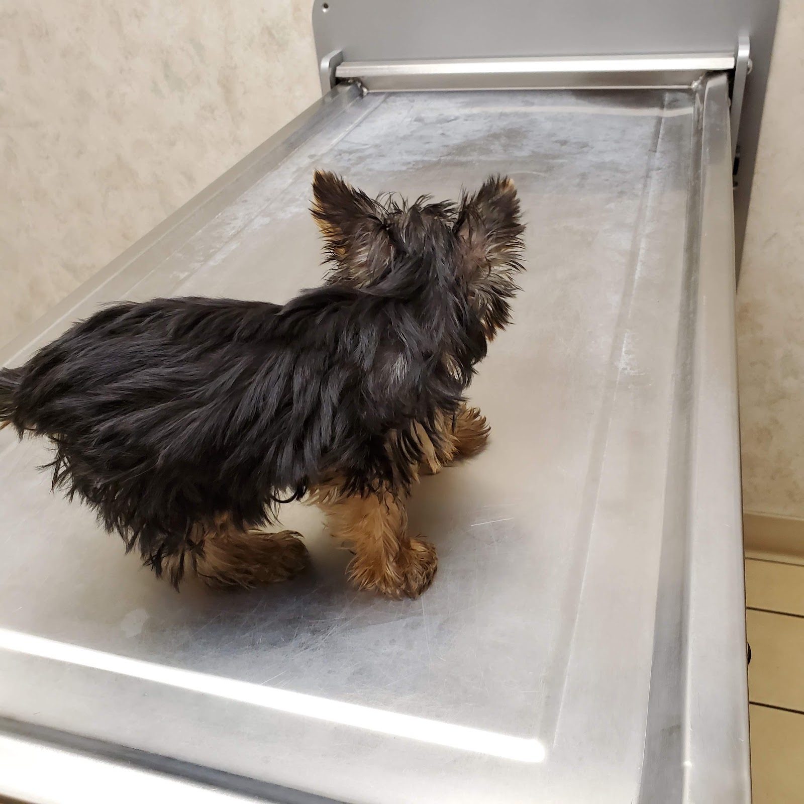 Ross Hospital for Animals in Bloomfield Township